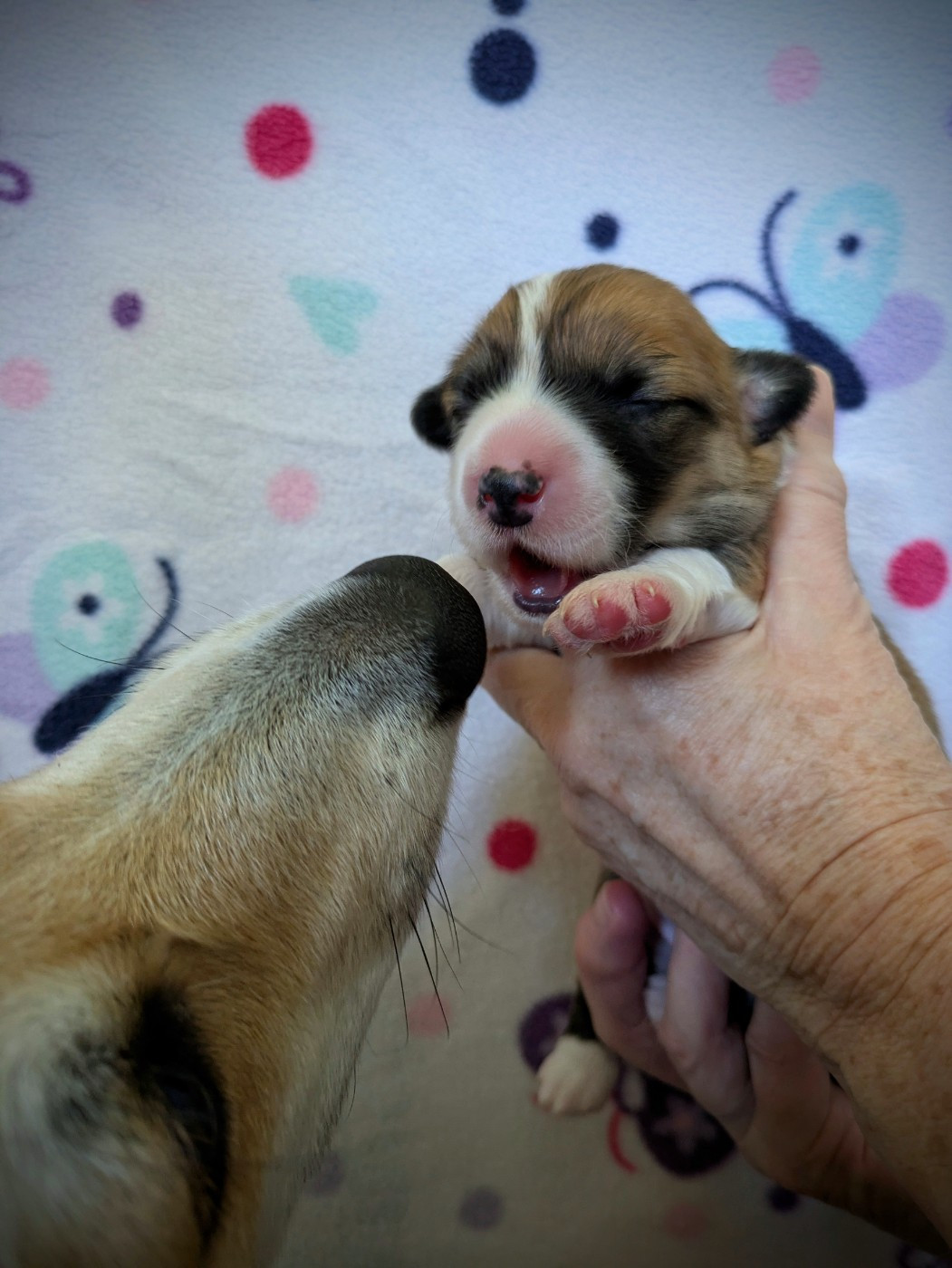 du Temple d'Artémis - Chiots disponibles - Welsh Corgi Pembroke