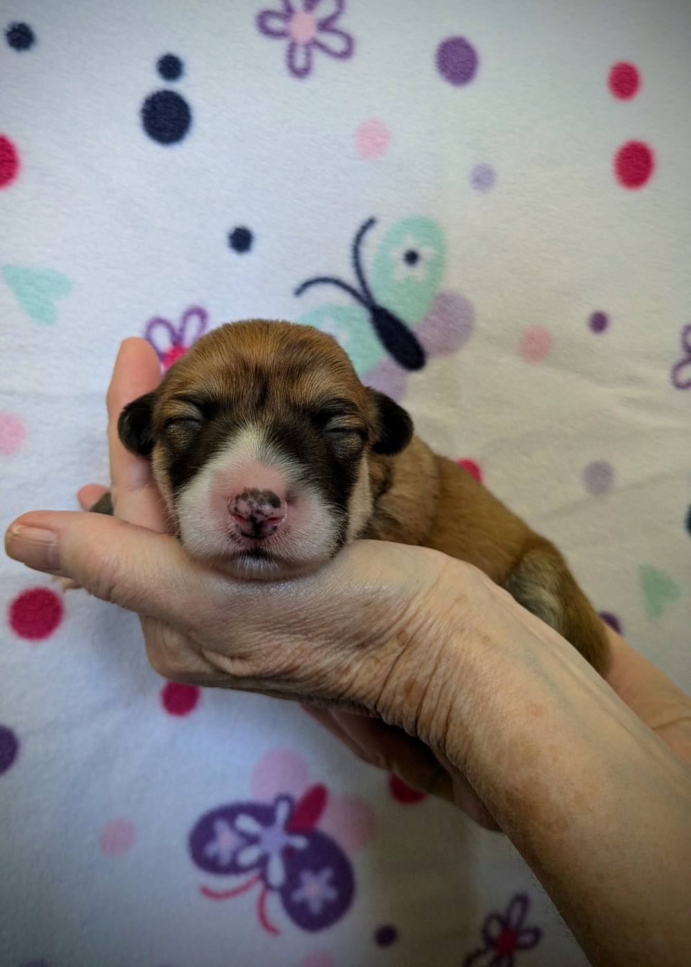 du Temple d'Artémis - Chiots disponibles - Welsh Corgi Pembroke