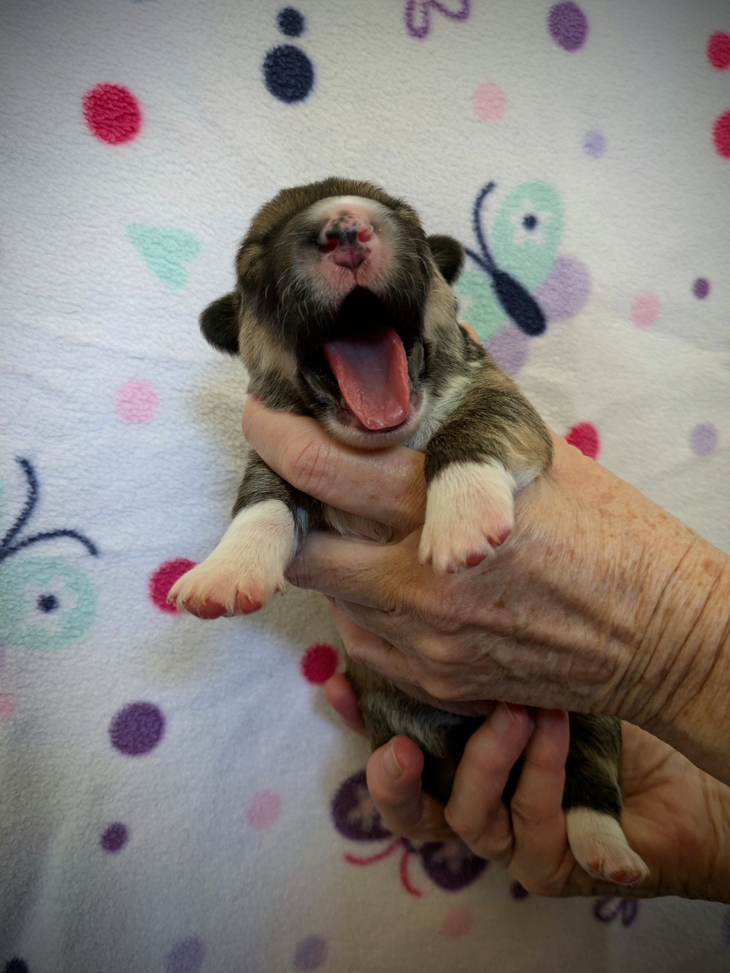 du Temple d'Artémis - Chiots disponibles - Welsh Corgi Pembroke