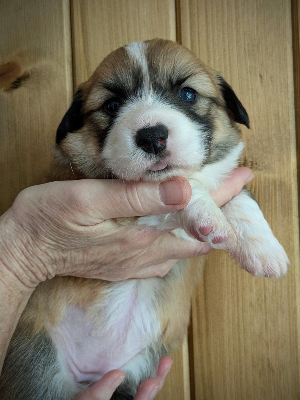 du Temple d'Artémis - Chiots disponibles - Welsh Corgi Pembroke