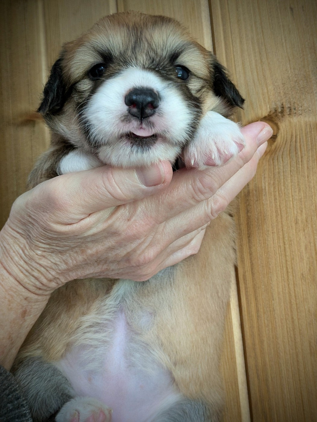 du Temple d'Artémis - Chiots disponibles - Welsh Corgi Pembroke