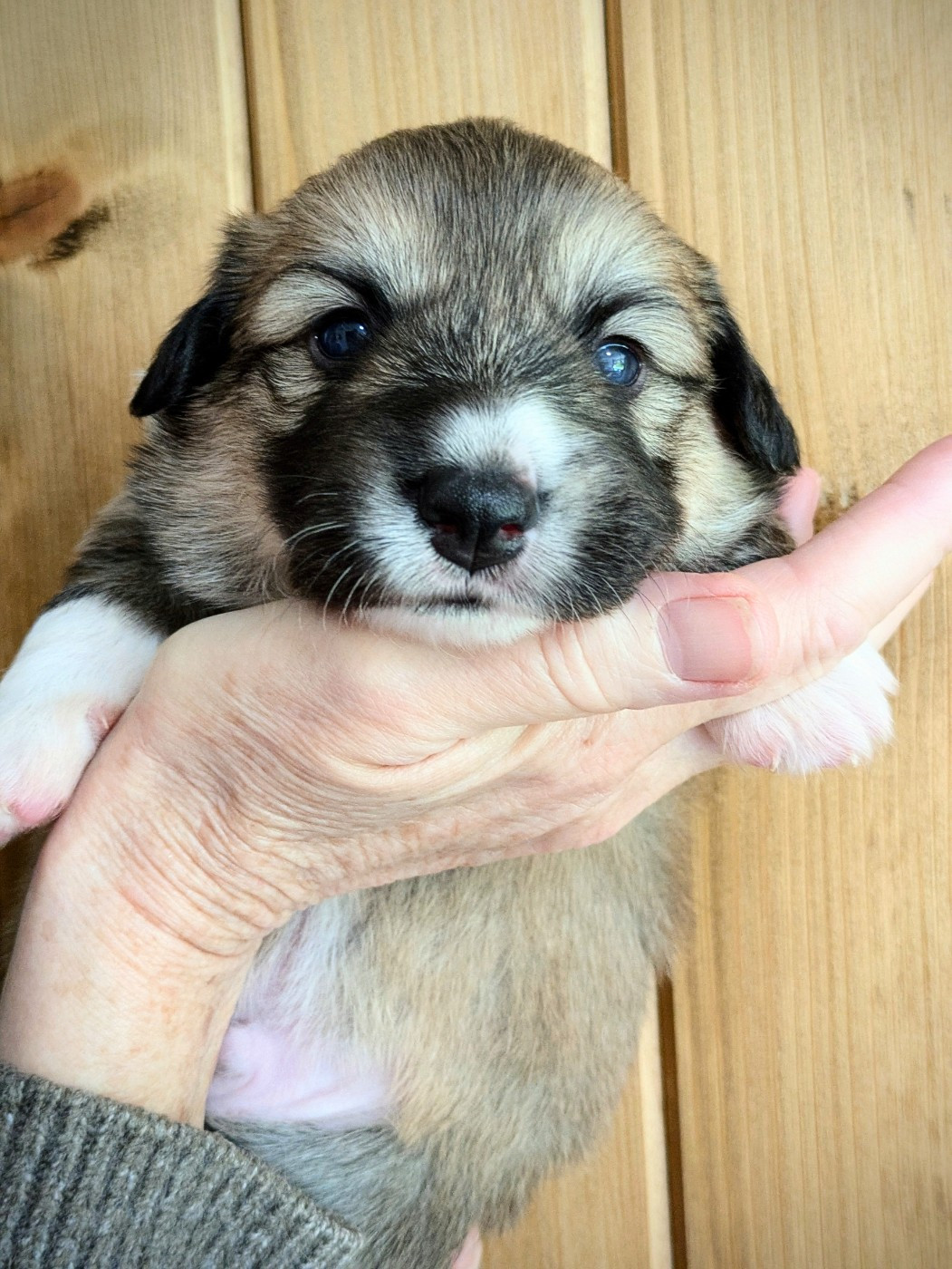 du Temple d'Artémis - Chiots disponibles - Welsh Corgi Pembroke