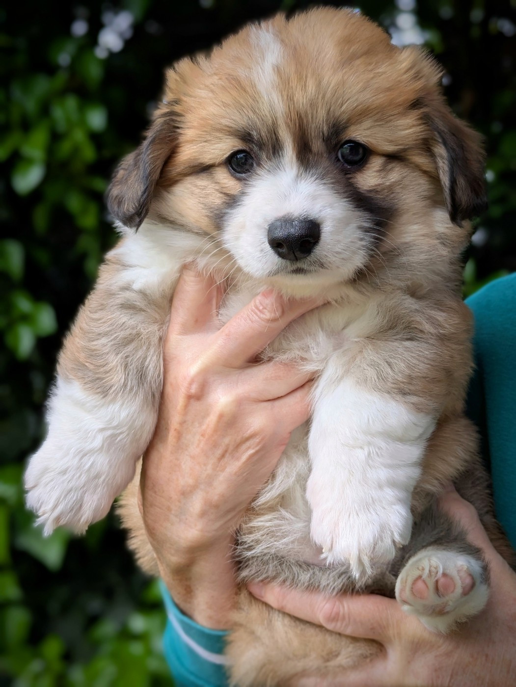 du Temple d'Artémis - Chiots disponibles - Welsh Corgi Pembroke