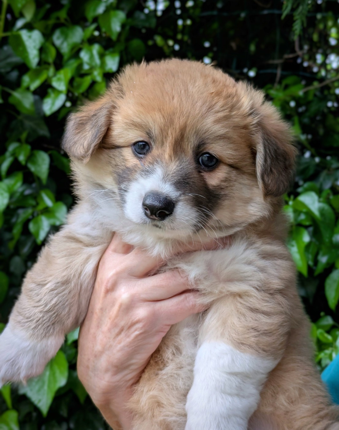 du Temple d'Artémis - Chiots disponibles - Welsh Corgi Pembroke